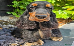 Cocker Spaniel dogs for sale: Show cocker spaniel  - Advert 10