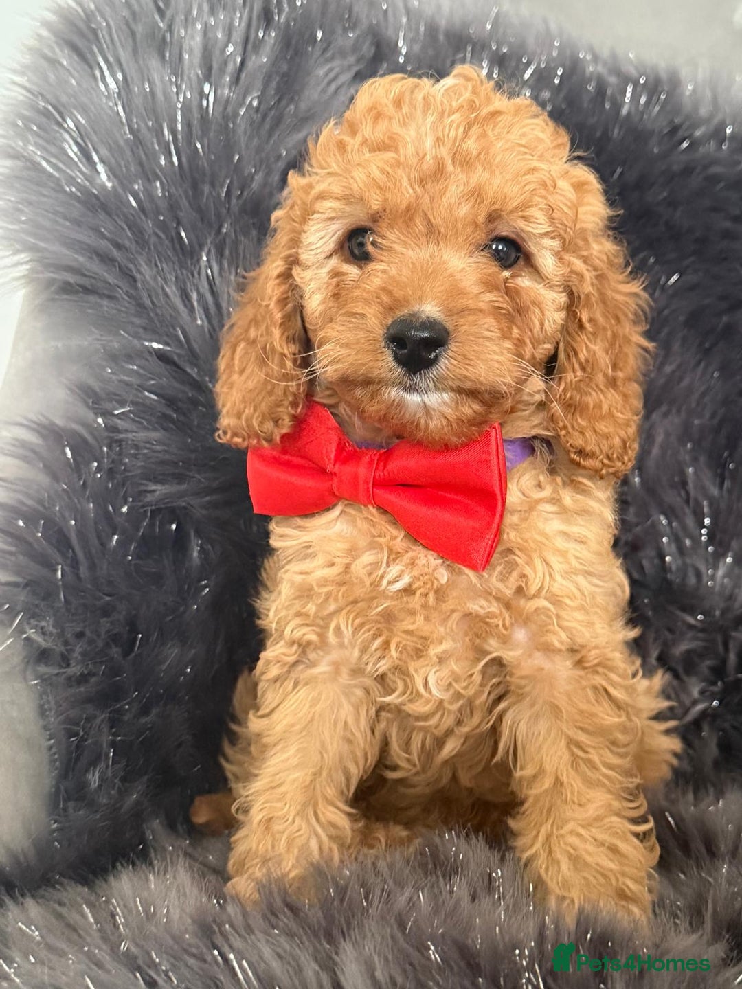 Cavapoo dogs for sale: F1b Beautiful Cavapoos 🧬 DNA clear parents - Image 4