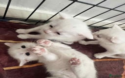 Domestic Shorthair cats for sale: 5 white female kittens - Image 3