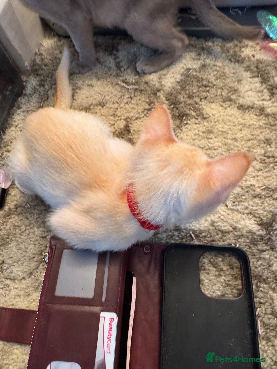 Burmese cats for sale: Burmese Kittens For Sale - Advert 2