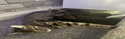 Mixed Breed cats for sale: Kittens - Advert 1