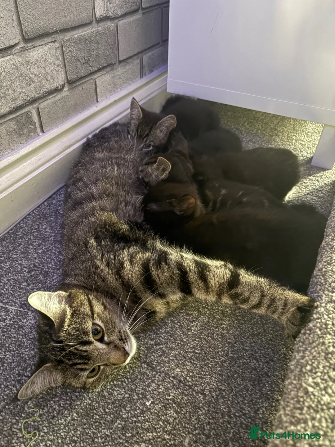 Mixed Breed cats for sale: Kittens - Advert 1