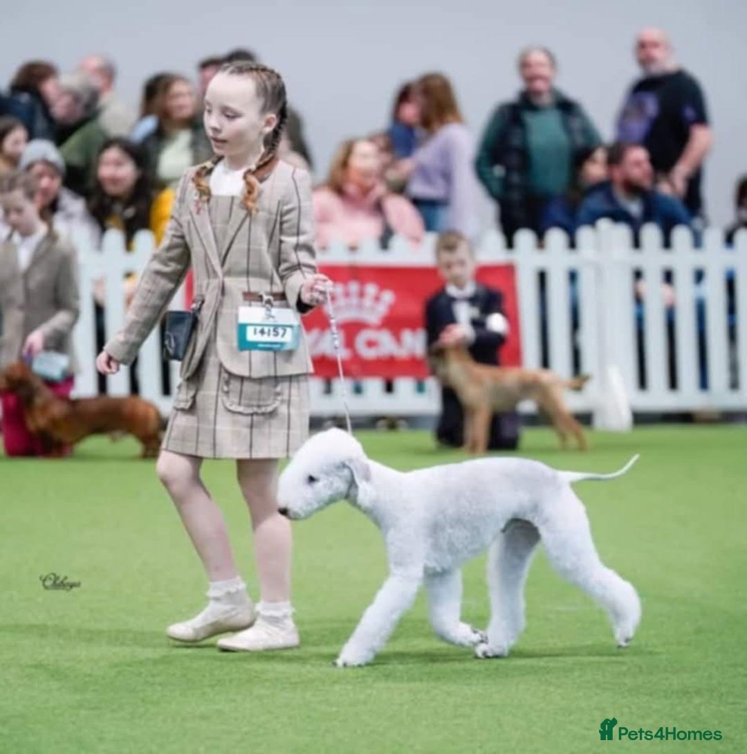 Bedlington Terrier dogs for sale: Champion Sired KC Reg Bedlington Terrier Puppies  - Advert 13