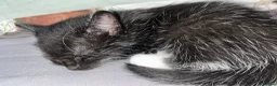 Mixed Breed cats for sale: Unique Kitten Ready To Leave Now - Advert 4
