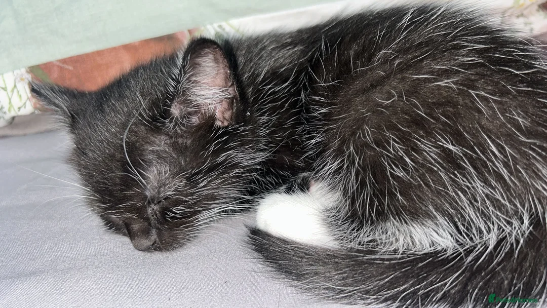 Mixed Breed cats for sale: Unique Kitten Ready To Leave Now - Advert 4
