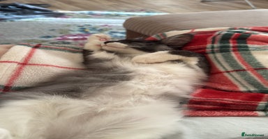 Maine Coon cats - Advert 11