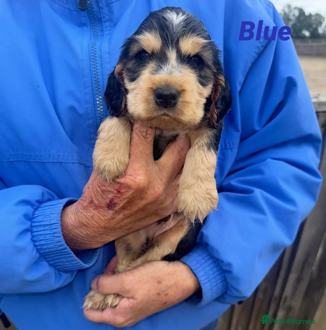 Cocker Spaniel dogs for sale: 4 Week Old Show Type Cocker Spaniel Puppies - Advert 2