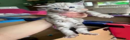Bengal cats for sale: Stunning Snow Bengal Kittens for Sale  - Advert 14