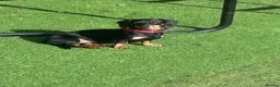 Miniature Dachshund dogs for sale: Male un neutered dachshund 15 1/2 months in Nottingham - Advert 2