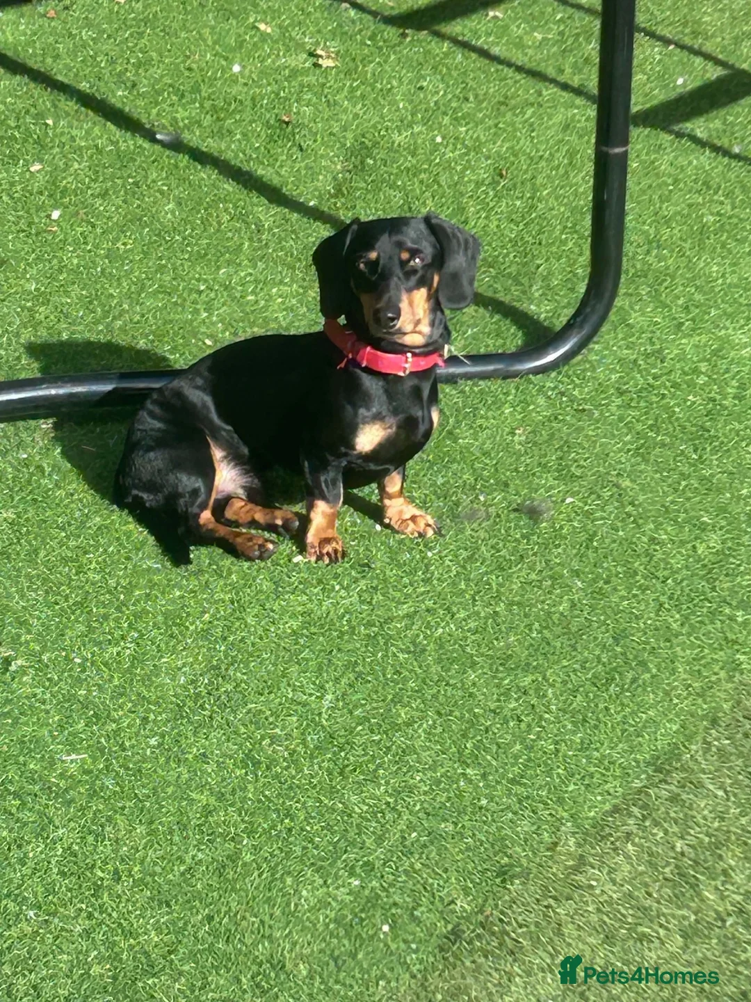 Miniature Dachshund dogs for sale: Male un neutered dachshund 15 1/2 months in Nottingham - Advert 2