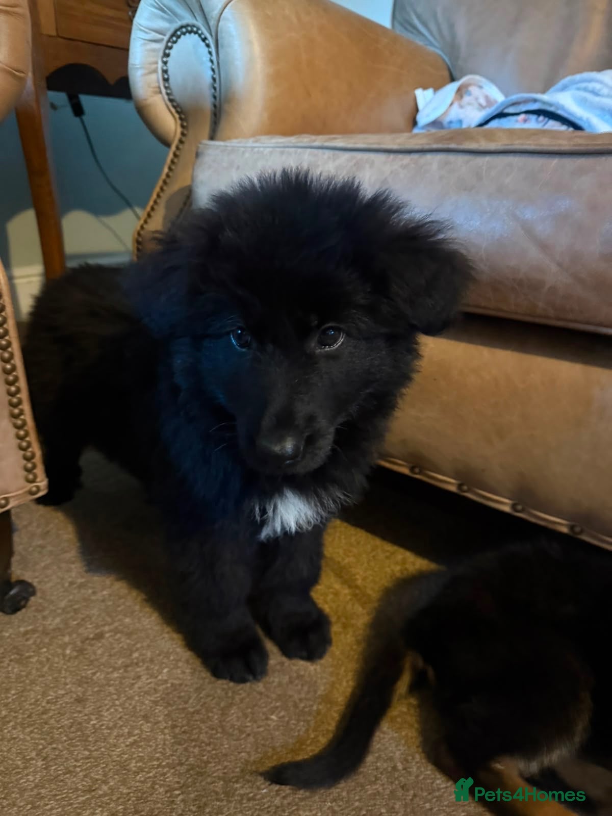 German Shepherd dogs German shepherd puppy for sale  - Advert 1