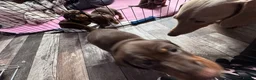 Miniature Dachshund dogs for sale: Stunning Mini Dachshund puppies for sale - Advert 34