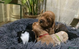 Cockapoo dogs for sale: Cockapoo Puppies Extensive Health Tested - Image 27