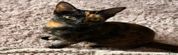 Mixed Breed cats for sale: Ginger Male  - Advert 6