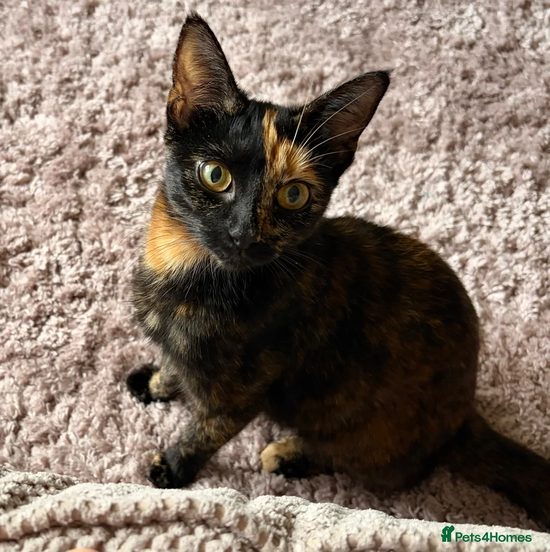 Mixed Breed cats for sale: Ginger Male  - Advert 6