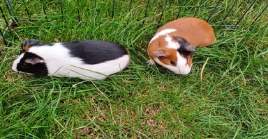 Guinea Pig rodents - Advert 5