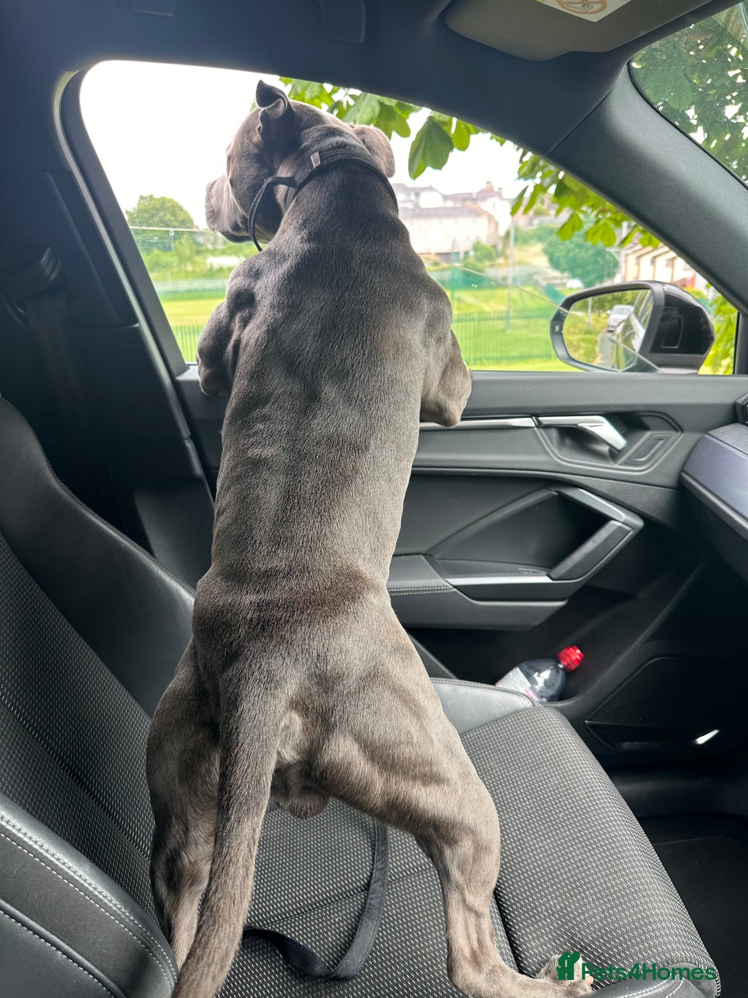 Staffordshire Bull Terrier dogs for stud: Blue Staffordshire Bull Terrie Stud  - Advert 7