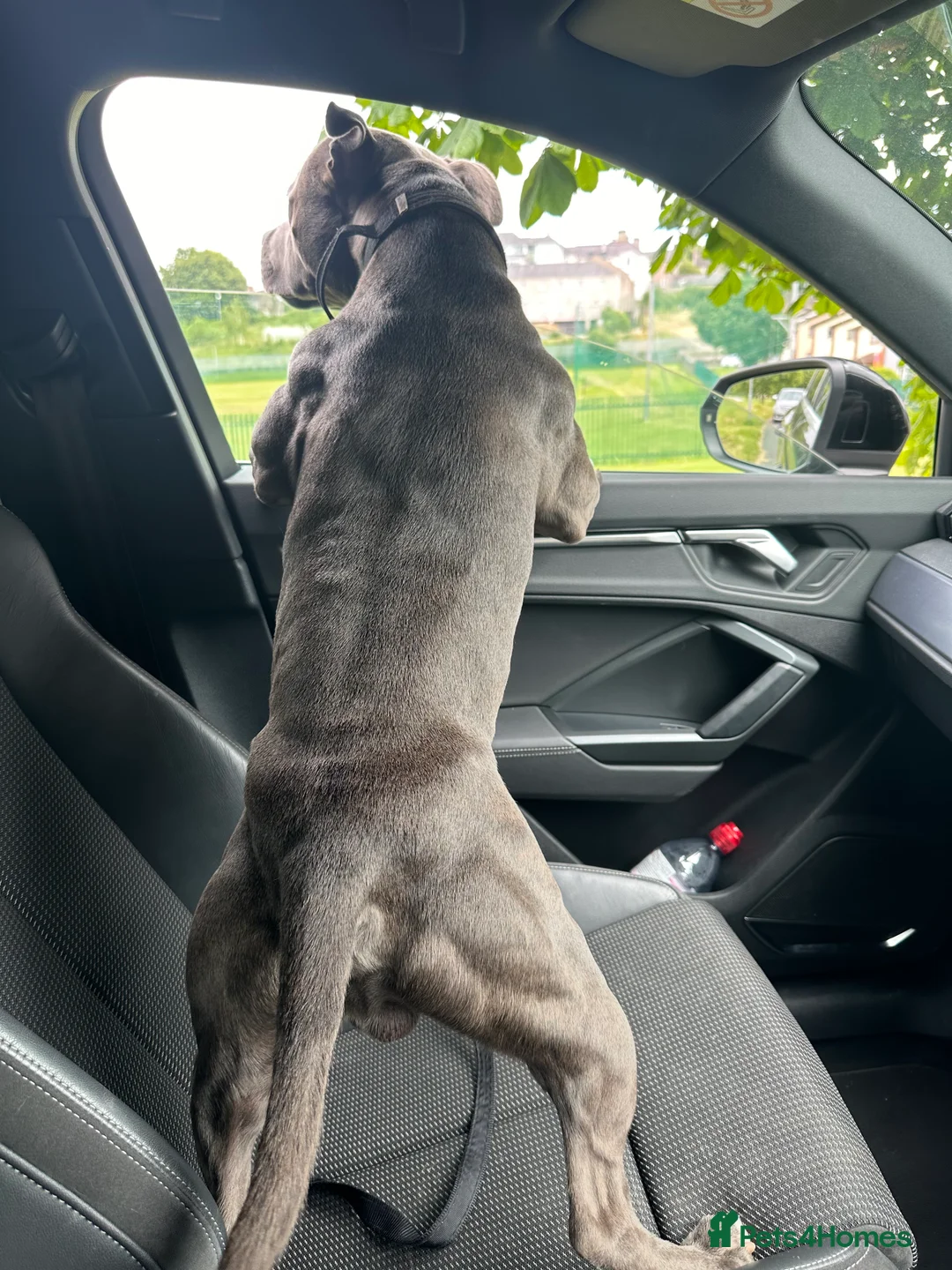 Staffordshire Bull Terrier dogs for stud: Blue Staffordshire Bull Terrie Stud  - Advert 7