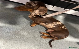Miniature Dachshund dogs for stud: KC miniature chocolate dapple stud Proven in Wolverhampton - Image 7