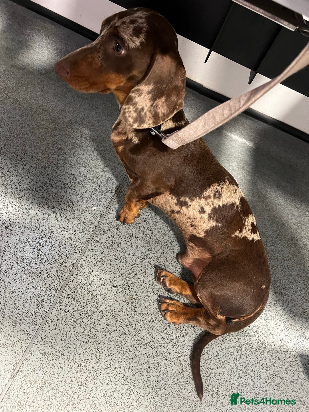 Miniature Dachshund dogs for stud: KC miniature chocolate dapple stud Proven in Wolverhampton - Image 7