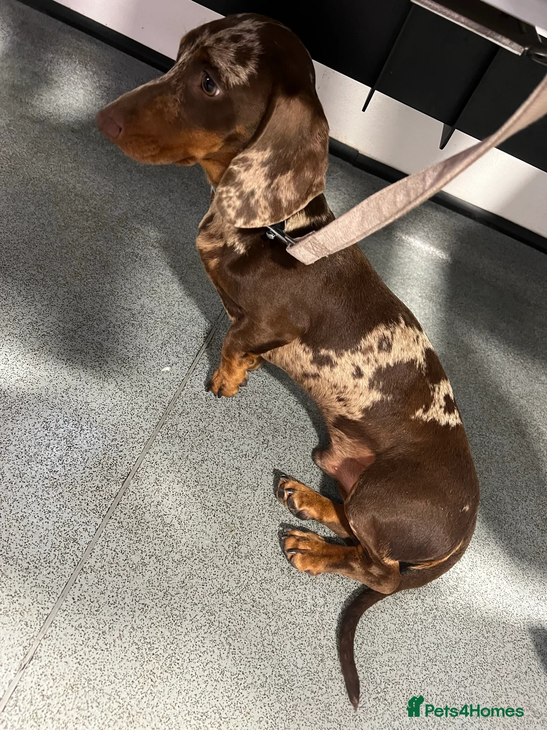 Miniature Dachshund dogs for stud: KC miniature chocolate dapple stud Proven in Wolverhampton - Advert 7