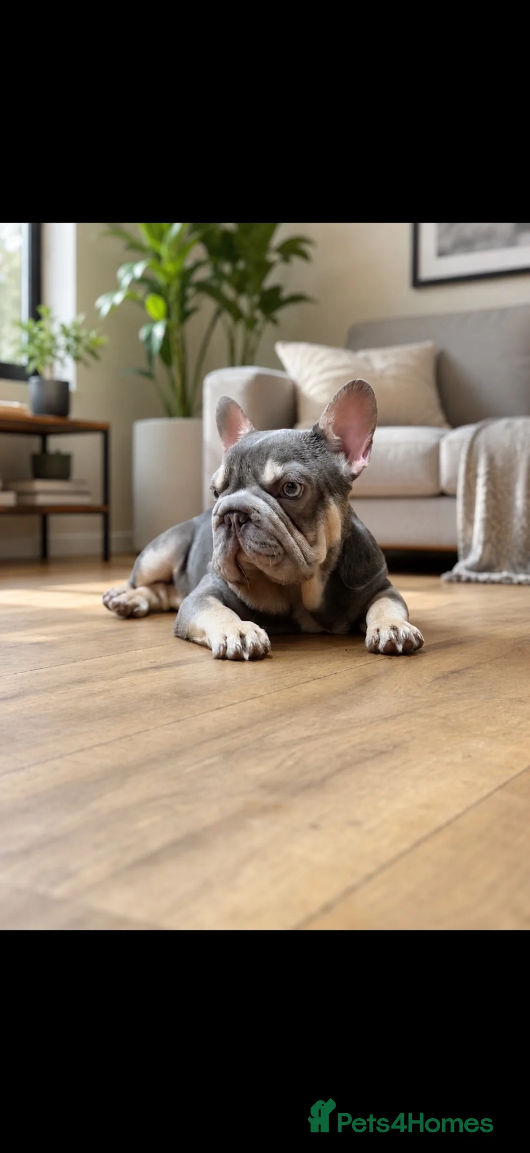 French Bulldog dogs for stud: LEGACY LILAC AND TAN FRENCH BULLDOG  - Advert 2
