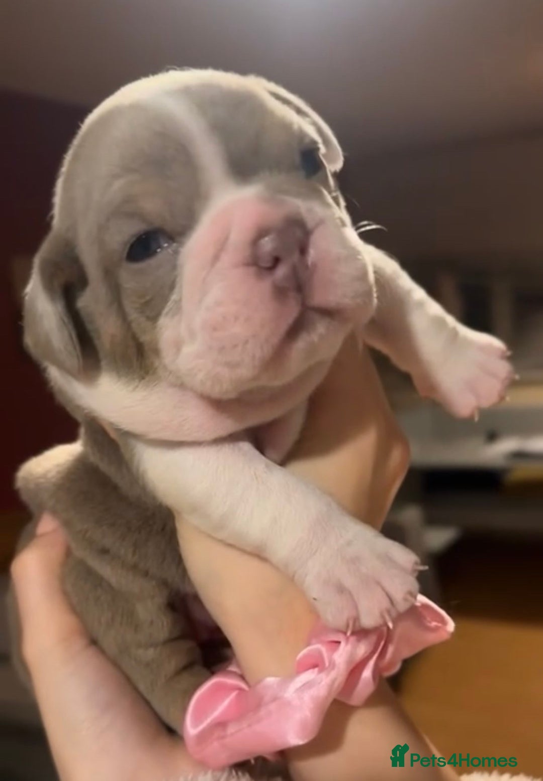 English Bulldog dogs for sale: Lilac tri english bulldogs  - Advert 5