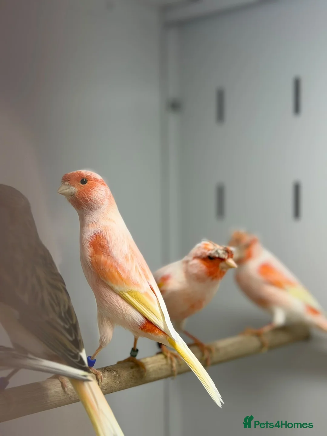 Canaries birds for sale: Harlequin canaries  - Advert 1