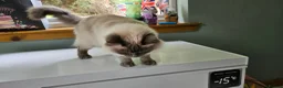 Ragdoll cats for sale: Retired Queen Peach Gccf registered - Advert 4