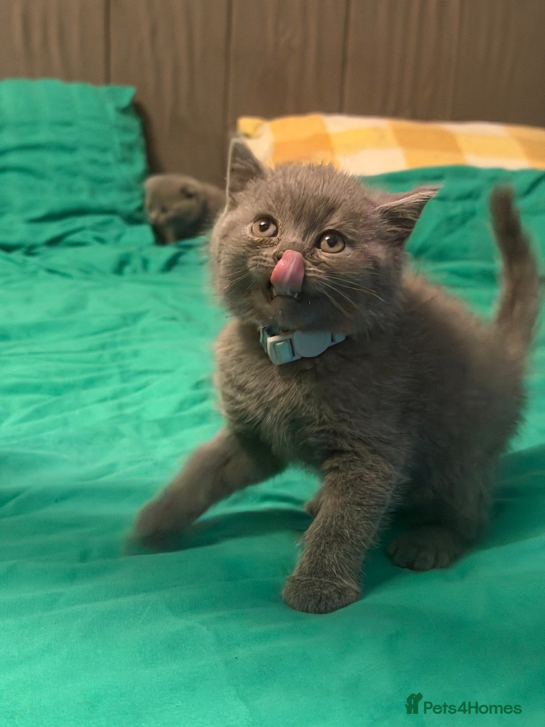 Scottish Fold cats for sale: Scottish fold kittens - Advert 34