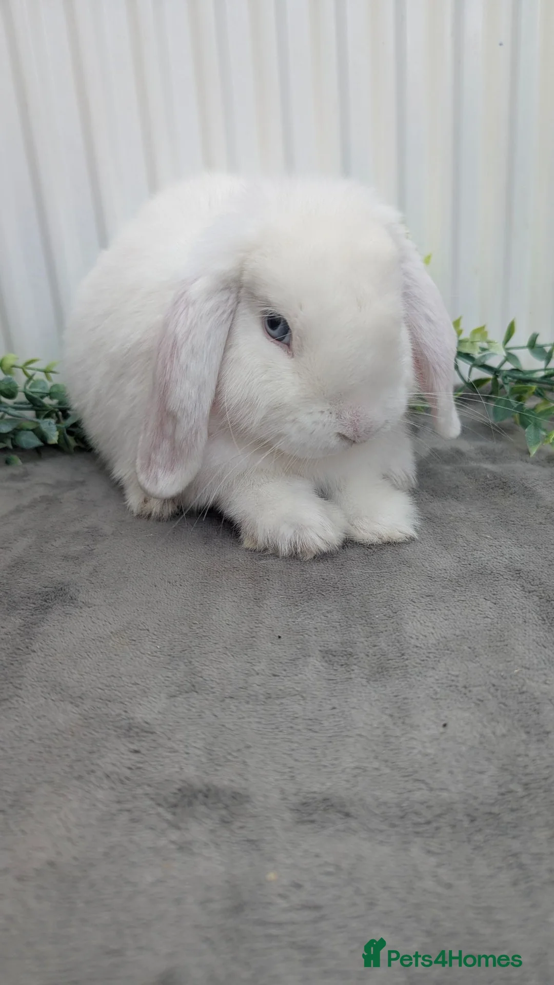 Mini Lop rabbits for sale: Mini lop buck looking for home - Advert 2