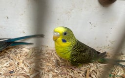 Budgerigars birds for sale: Budgies for sale, black wings, all in good health  - Image 2