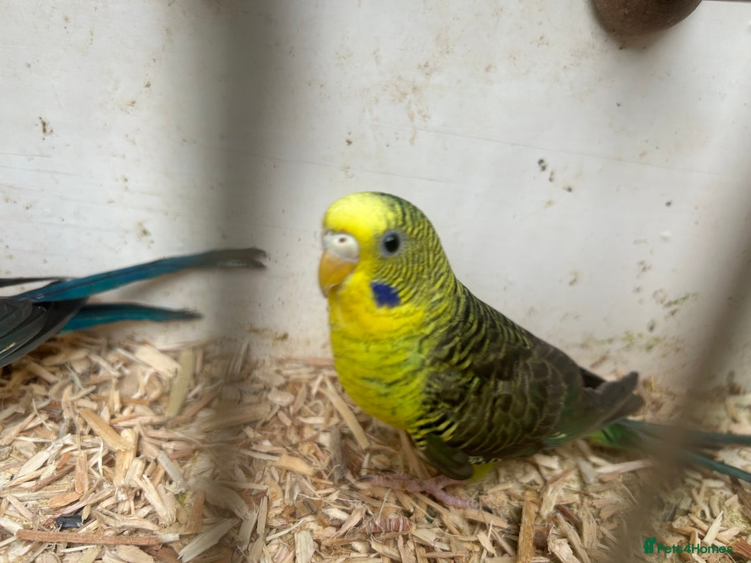 Budgerigars birds for sale: Budgies for sale, black wings, all in good health  - Image 2