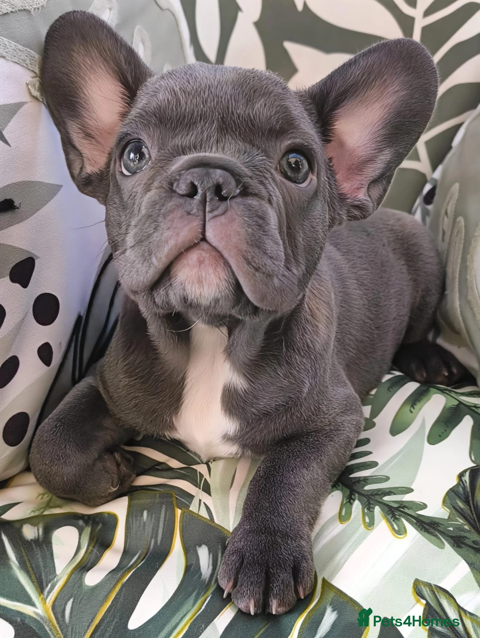 French Bulldog dogs French bulldog  - Advert 11