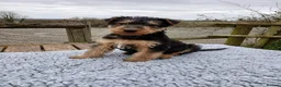 Airedale Terrier dogs for sale: Beautiful Airedale pups - Advert 11