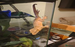 Gecko reptiles for sale: Crested gecko and setup - Image 8