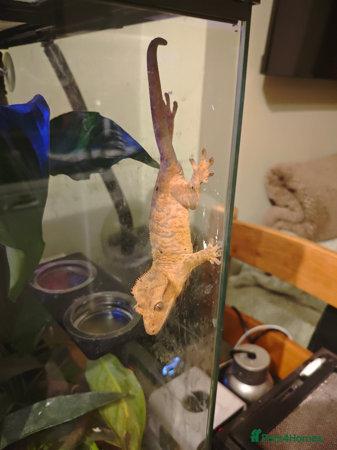 Gecko reptiles for sale: Crested gecko and setup - Image 8