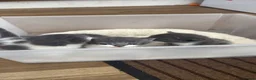 Mixed Breed cats for sale: Adorable kittens looking for their new home - Advert 20