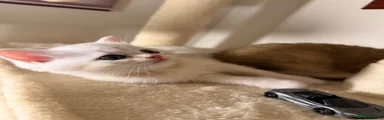Scottish Fold 3