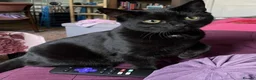 Bombay cats for sale: 7 Adorable kittens for sale. 6 males & 1 female - Advert 8