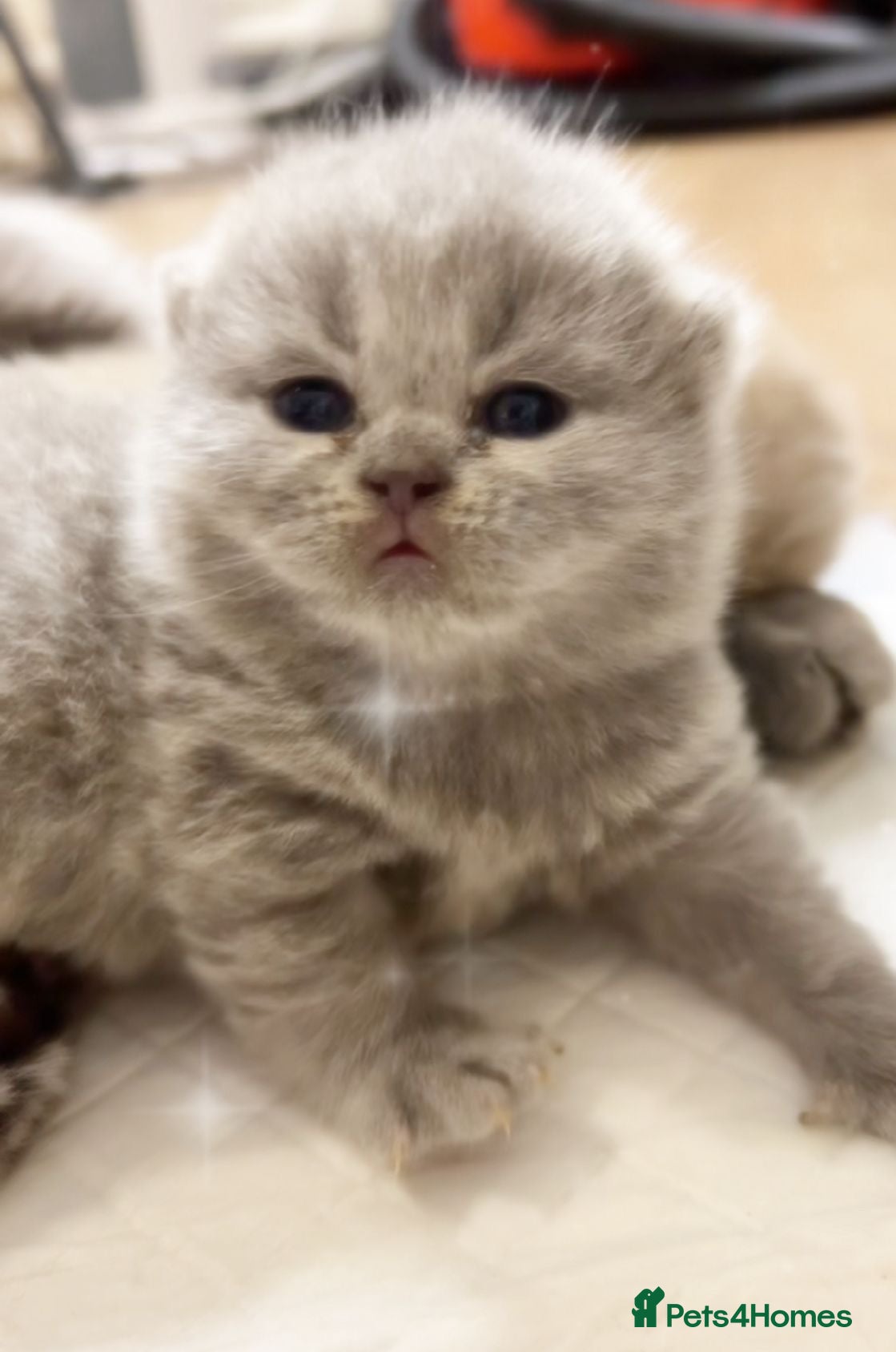 British Shorthair cats 100% Pure Pedigree Champion line Bsh Reg. Kitten - Advert 17