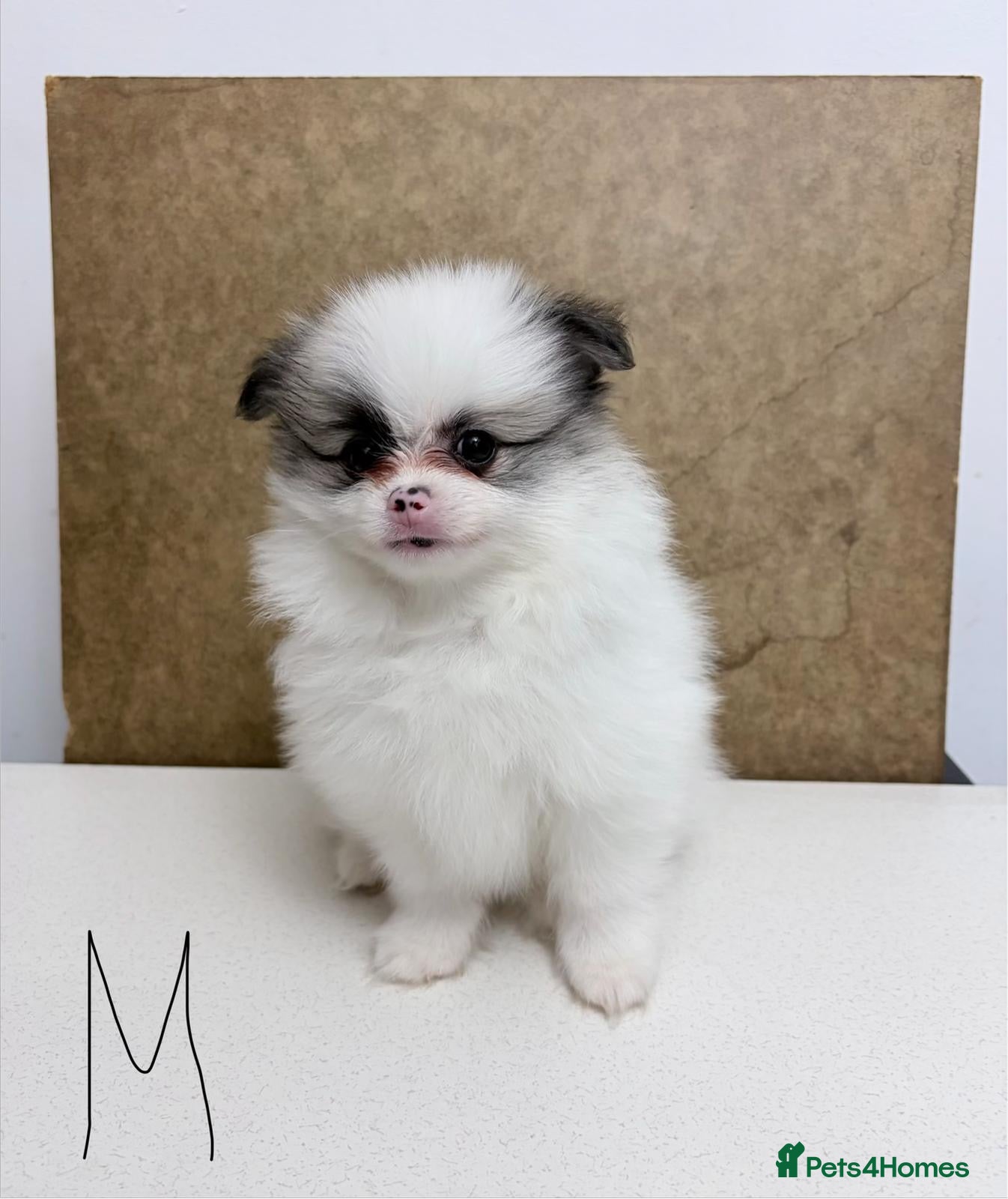 Pomeranian dogs for sale: Pomeranian Puppies – Home Raised With Mum & Dad - Advert 1