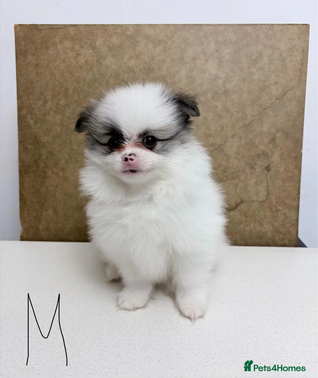 Pomeranian dogs for sale: Pomeranian Puppies – Home Raised With Mum & Dad - Advert 1