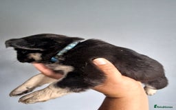 French Bulldog dogs for sale: Fluffy french bulldog puppies - Image 21
