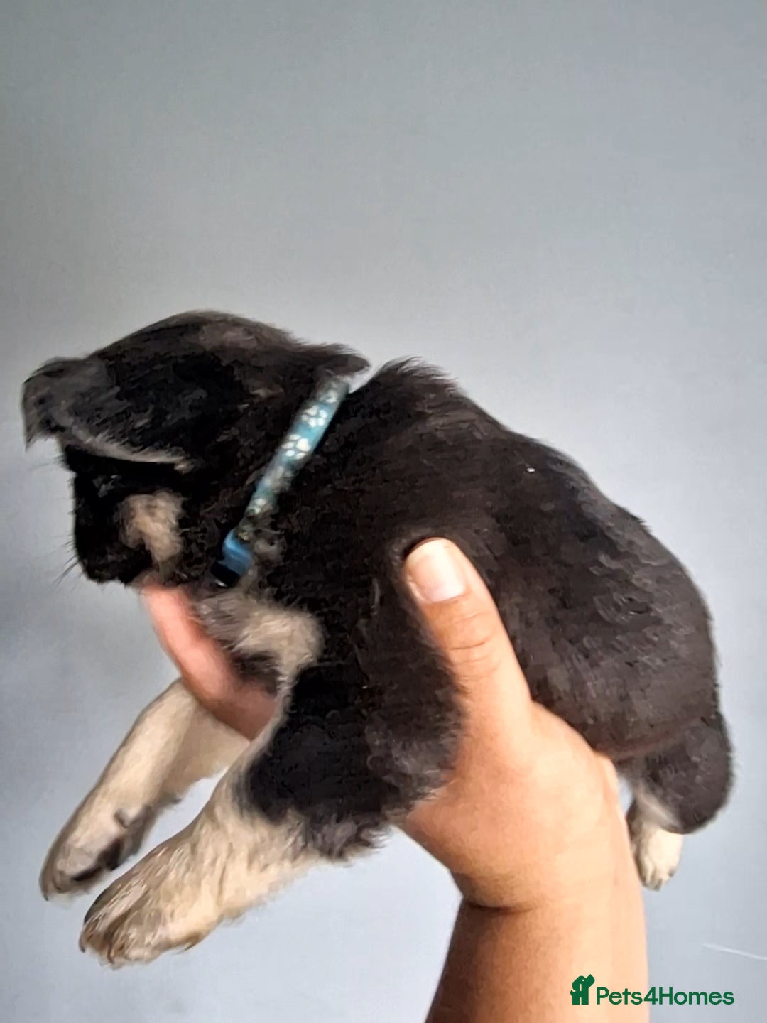 French Bulldog dogs for sale: Fluffy french bulldog puppies - Image 21