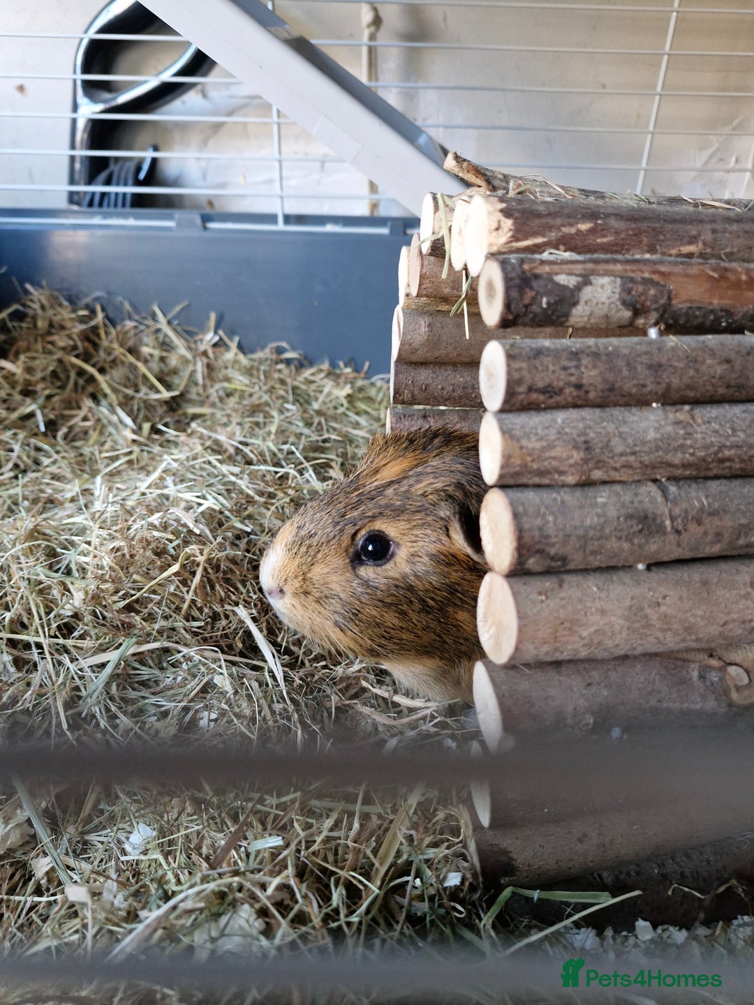 Guinea Pig rodents for sale: Male Guinea pig  - Image 2