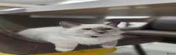 Ragdoll cats for sale: Last male Ragdoll kitten ready 2b rehomed (orange) - Advert 4