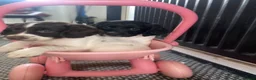 Sprocker dogs for sale: Beautiful litter of 6 sprocker spaniels  - Advert 7