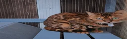 Bengal cats for stud: Reign TICA Registered Snow&Silver Carrier Stud - Advert 5
