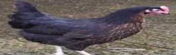 Chickens poultry for sale: Variety of hybrid chickens for sale - Advert 3